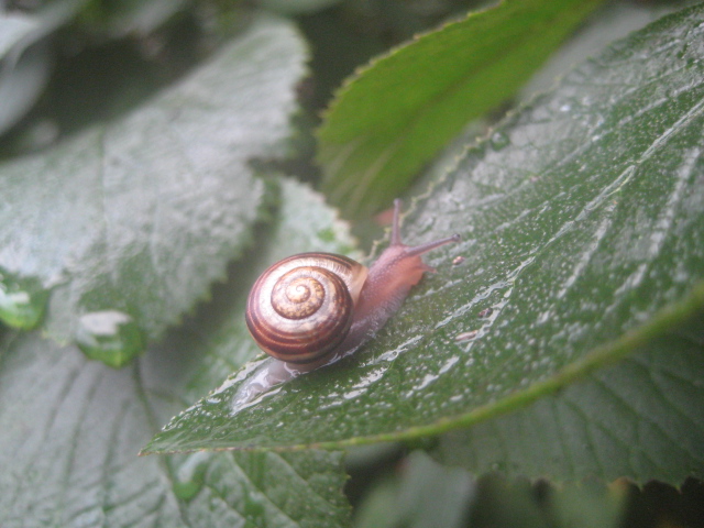 Eutin2011 241