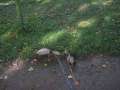 Eutin2011 262