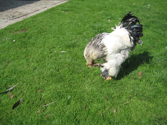 Holland2011 035