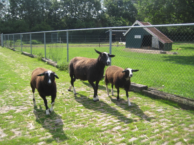 Holland2011 040