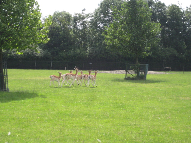 Holland2011 059