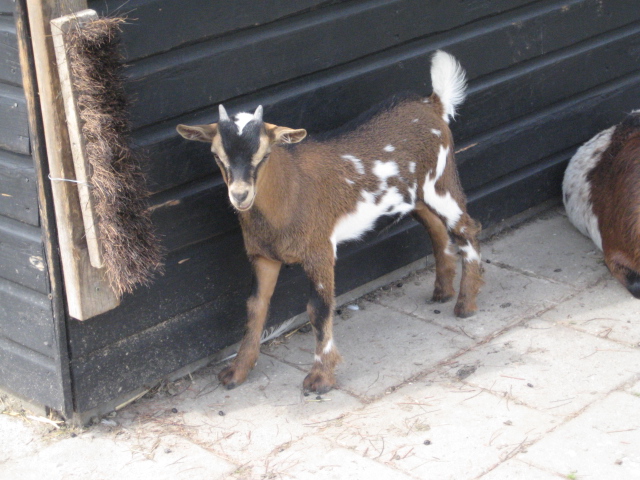 Holland2011 069