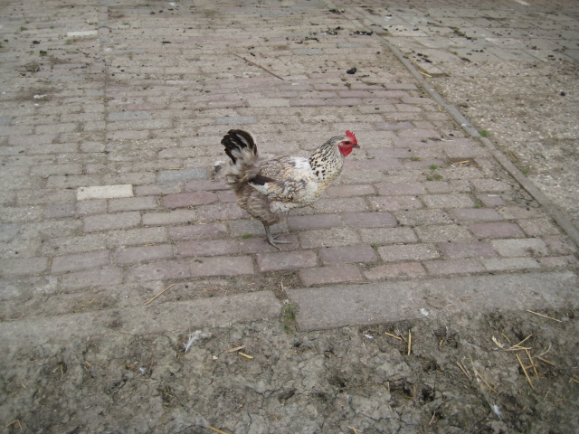 Holland2011 070