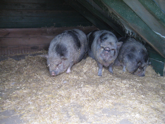 Holland2011 087