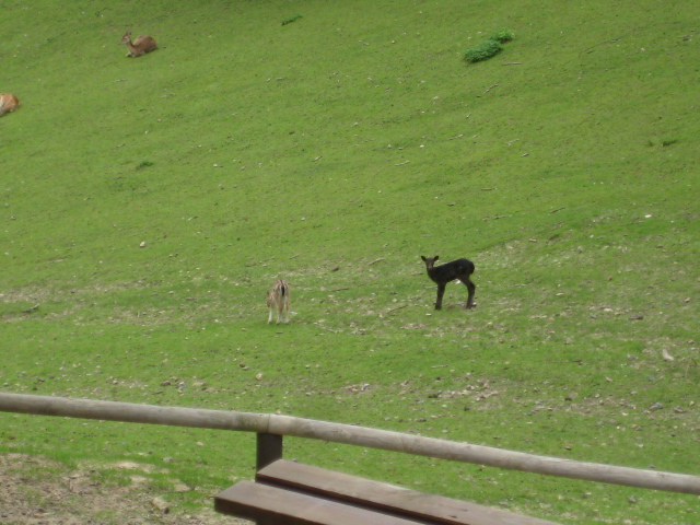 schwarze Berge 064